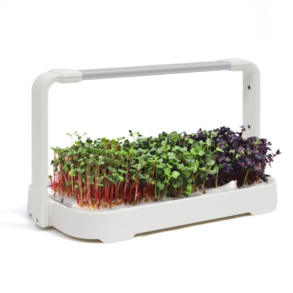 Zoom bilde av Urban Root Grove White