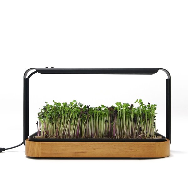 Zoom bilde av Urban Root Grove Oak
