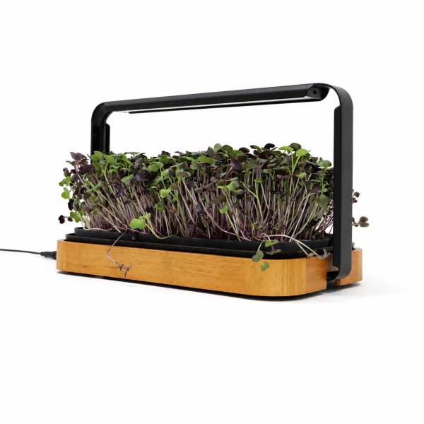 Zoom bilde av Urban Root Grove Oak