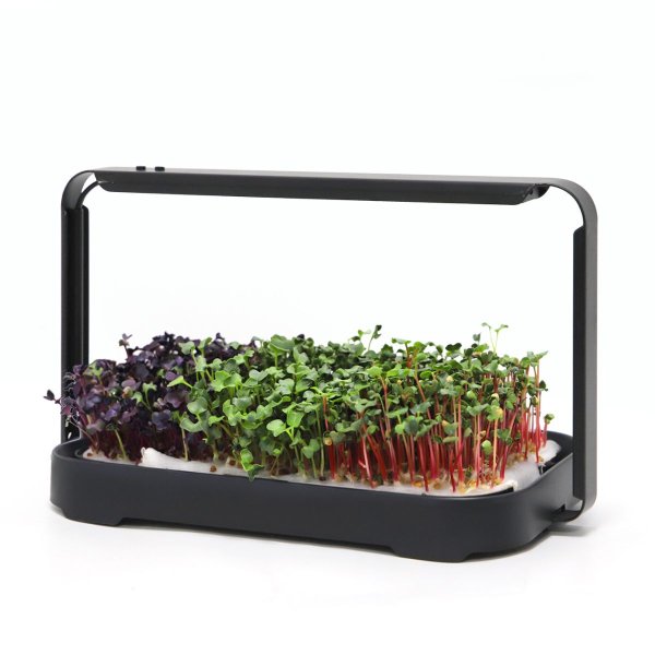Zoom bilde av Urban Root Grove Black